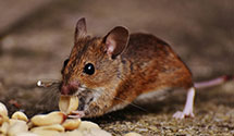 Find Exterminators in Mcminn County
